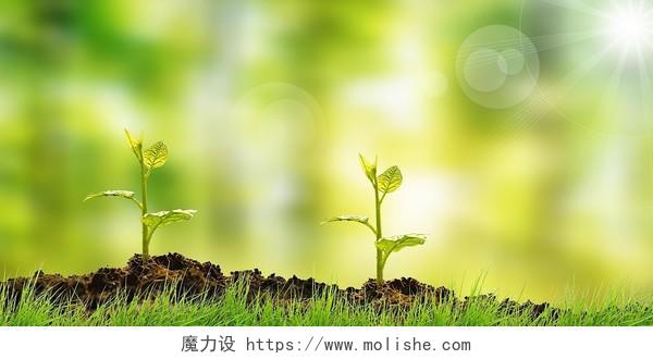 绿色简约阳光土壤草地春天发芽展板背景